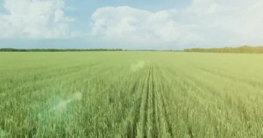 UHD 4k havadan görünümü. Düşük uçuş yeşil ve sarı buğday kırsal alanın üzerine