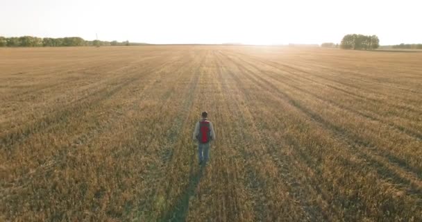 Bajo vuelo sobre joven turista caminando a través de un enorme campo de trigo — Vídeos de Stock