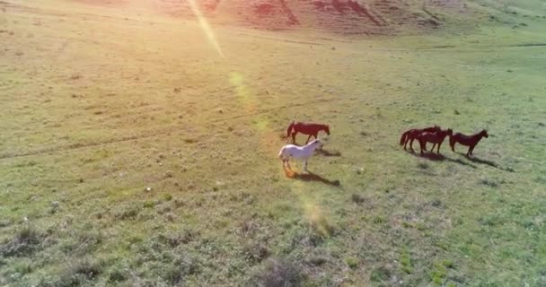 Voo orbital de baixa altitude sobre cavalos selvagens rebanho no campo rural verde perfeito — Vídeo de Stock