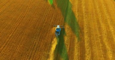 UHD 4k havadan görünümü. Düşük uçuş birleştirmek hasat toplar üzerinde sarı kırsal alan, buğday.