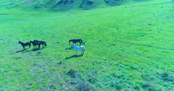 完璧な緑農村フィールドに野生の馬の群れの上の低高度軌道飛行 — ストック動画