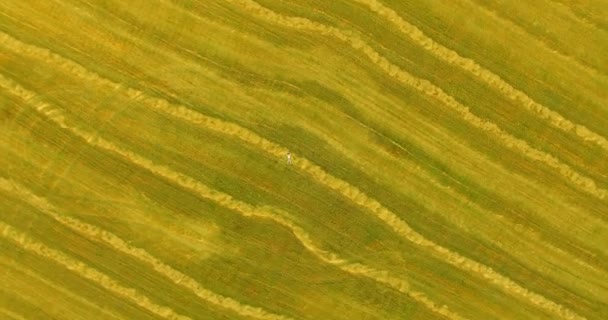 Vedere aeriană. Zbor de mișcare verticală deasupra omului întins pe câmpul de grâu galben — Videoclip de stoc