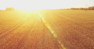 Düşük uçuş bir büyük buğday tarlada yürüyen genç adam turist üzerinde. Eller yukarı, kazanan, mutlu ve özgürlük kavramı.