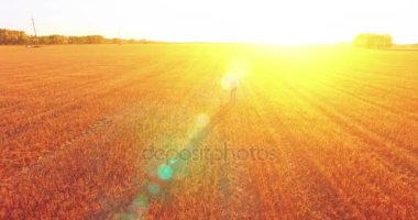 Düşük uçuş bir büyük buğday tarlada yürüyen genç adam turist üzerinde. Eller yukarı, kazanan, mutlu ve özgürlük kavramı.