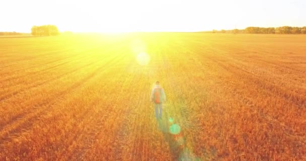 Basso volo sul giovane turista che cammina attraverso un enorme campo di grano — Video Stock