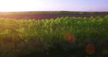4 k hava manzara. Düşük uçuş yeşil ve sarı buğday kırsal alanın üzerine.