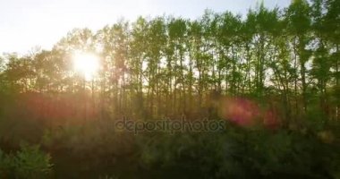 4 k hava manzara. Düşük uçuş yeşil ve sarı buğday kırsal alanın üzerine.