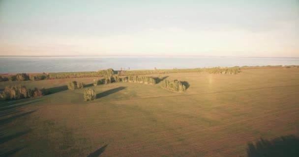 4 k luchtfoto. Lage vlucht over groene en gele rural tarweveld. — Stockvideo