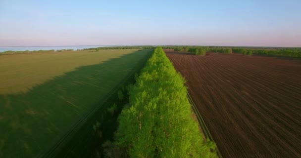 4 k Αεροφωτογραφία. Χαμηλή πτήση πάνω από το πράσινο και κίτρινο σιτάρι αγροτικού τομέα. — Αρχείο Βίντεο