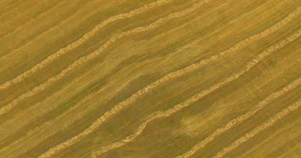 Widok z lotu ptaka. Pionowy ruch lotu nad człowieka leżącego na polu pszenicy żółty — Wideo stockowe