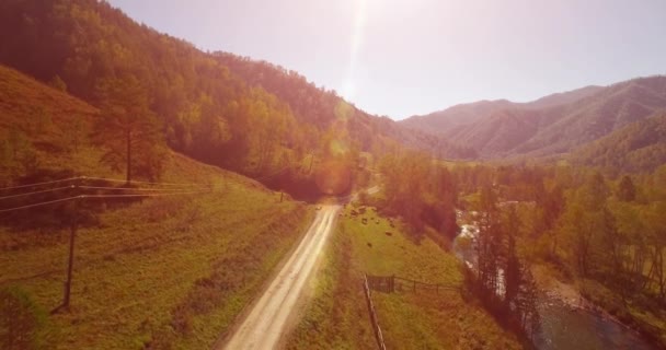 Vôo a meio do ar sobre o rio e o prado frescos da montanha na manhã ensolarada do verão. Estrada de terra rural abaixo. Vacas e carro . — Vídeo de Stock