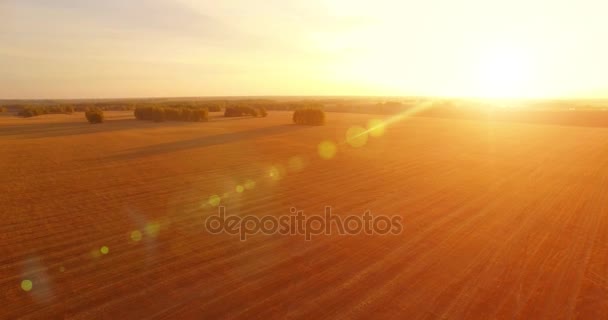 UHD 4K vista aérea. Vuelo en el aire sobre campo rural de trigo amarillo — Vídeos de Stock