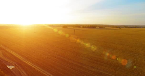 UHD 4K vista aérea. Vuelo en el aire sobre campo rural de trigo amarillo — Vídeos de Stock