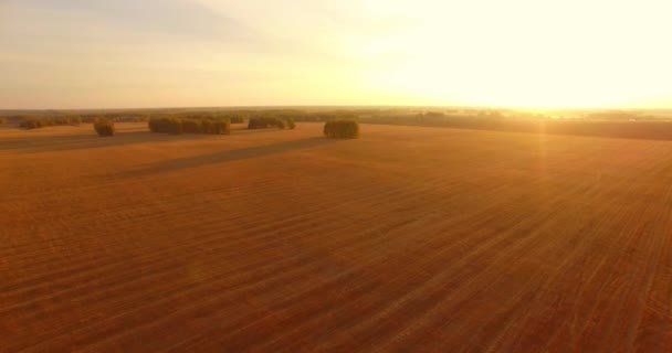 UHD 4K vista aérea. Vuelo en el aire sobre campo rural de trigo amarillo — Vídeos de Stock