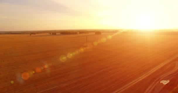 UHD 4K aerial view. Mid-air flight over yellow wheat rural field — Stock Video