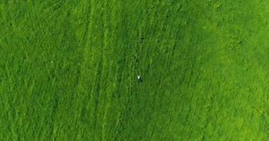 Taze yeşil çayır üzerinde yalan işadamı üzerinde dikey hareket uçuş. Üstten Görünüm üzerinde rahatlatıcı dostum.