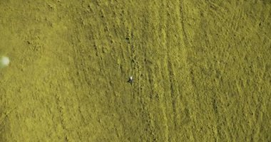 Taze yeşil çayır üzerinde yalan işadamı üzerinde dikey hareket uçuş. Üstten Görünüm üzerinde rahatlatıcı dostum.
