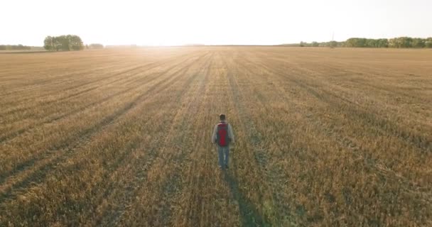 Vol bas au-dessus d'un jeune touriste marchant à travers un immense champ de blé — Video