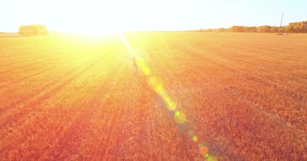 Vôo baixo sobre jovem turista caminhando através de um enorme campo de trigo. Mãos para cima, vencedor, feliz e conceito de liberdade . — Vídeo de Stock