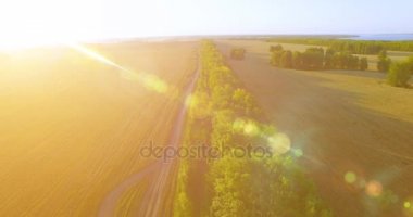 UHD 4k havadan görünümü. Yeşil ve sarı buğday kırsal alanın üzerine uçuş düşük ve satır ağacı