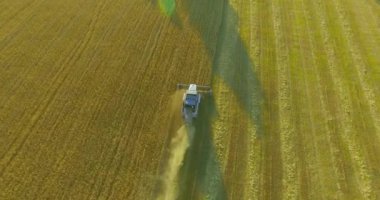 UHD 4k havadan görünümü. Düşük uçuş birleştirmek hasat toplar üzerinde sarı kırsal alan, buğday.