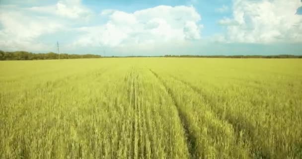 UHD 4K vista aérea. Bajo vuelo sobre campo rural de trigo verde y amarillo — Vídeo de stock