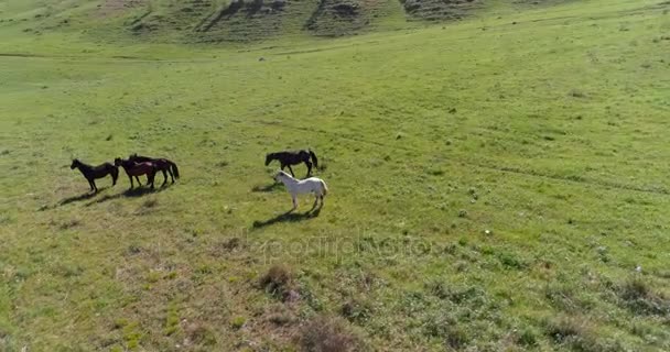 Vol orbital à basse altitude au-dessus d'un troupeau de chevaux sauvages dans un champ rural vert parfait 