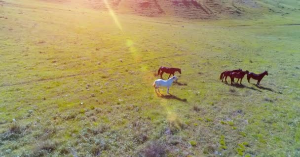 Vol orbital à basse altitude au-dessus d'un troupeau de chevaux sauvages dans un champ rural vert parfait 