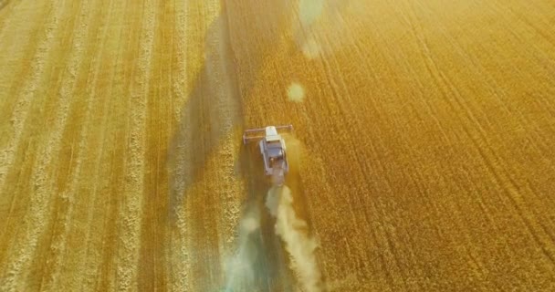 UHD 4K aerial view. Low flight over combine harvester gathers the wheat at yellow rural field. — Stock Video