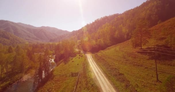 Mid air-flyg över färsk mountain river och äng på solig sommarmorgon. Landsbygdens grusväg nedan. Kor och bil. — Stockvideo