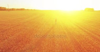 Düşük uçuş bir büyük buğday tarlada yürüyen genç adam turist üzerinde. Eller yukarı, kazanan, mutlu ve özgürlük kavramı.