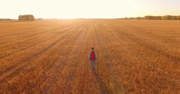 Low flight over young man tourist walking across a huge wheat field — Stock Video