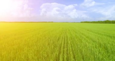 UHD 4k havadan görünümü. Düşük uçuş yeşil ve sarı buğday kırsal alanın üzerine