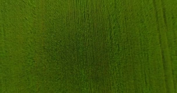 UHD 4K vista aérea. Vôo baixo sobre campo rural de trigo verde e amarelo. Movimento vertical . — Vídeo de Stock