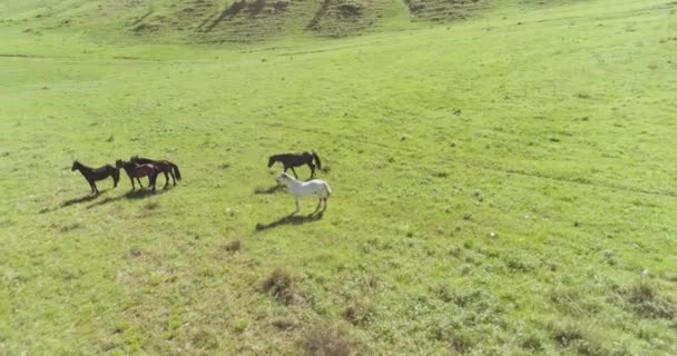 Vol orbital à basse altitude au-dessus d'un troupeau de chevaux sauvages dans un champ rural vert parfait 