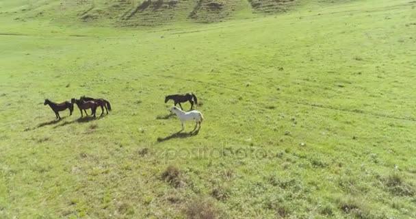 Малая высота орбитального полета над дикими лошадьми стадо на идеальном зеленом сельском поле — стоковое видео