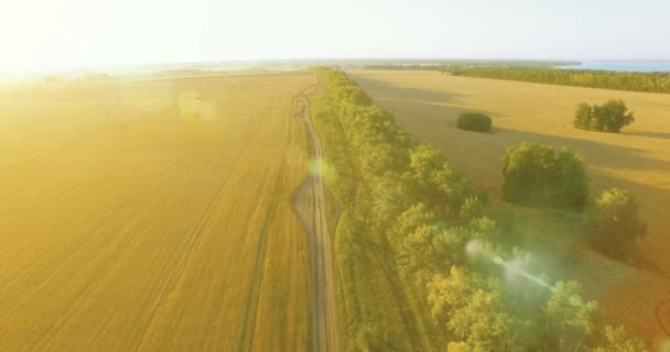 UHD 4K vista aérea. Vôo baixo sobre campo rural de trigo verde e amarelo e linha de árvore — Vídeo de Stock