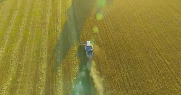 UHD 4k luchtfoto. Lage vlucht over combine harvester verzamelt de tarwe op geel landelijke veld. — Stockvideo