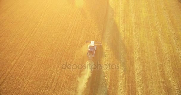 UHD 4K vista aérea. Vuelo bajo sobre cosechadora combina recoge el trigo en el campo rural amarillo . — Vídeos de Stock