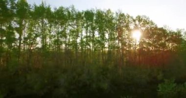 4 k hava manzara. Düşük uçuş yeşil ve sarı buğday kırsal alanın üzerine.