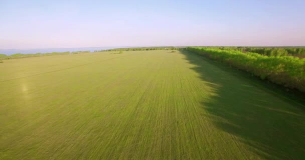 4 k luchtfoto. Lage vlucht over groene en gele rural tarweveld. — Stockvideo