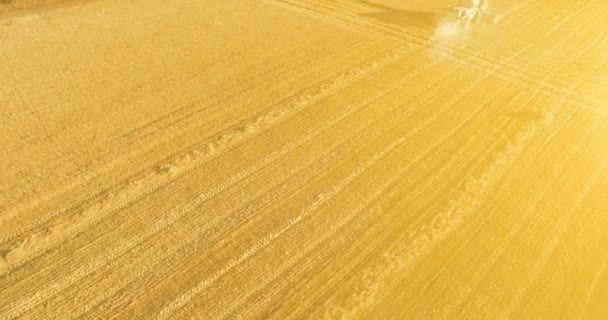 UHD 4k luchtfoto. Lage vlucht over combine harvester verzamelt de tarwe op geel landelijke veld. — Stockvideo