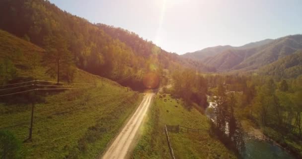 Mid air-flyg över färsk mountain river och äng på solig sommarmorgon. Landsbygdens grusväg nedan. Kor och bil. — Stockvideo