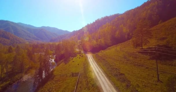 Vôo a meio do ar sobre o rio e o prado frescos da montanha na manhã ensolarada do verão. Estrada de terra rural abaixo. Vacas e carro . — Vídeo de Stock