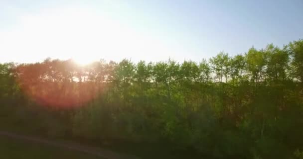 Vista aérea 4k. Vôo baixo sobre campo rural de trigo verde e amarelo . — Vídeo de Stock