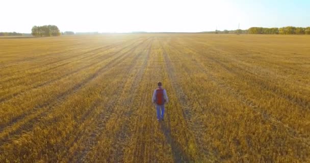 Nízké letu nad mladík turistické chůzi po celé obrovské pšeničné pole — Stock video