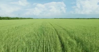 UHD 4k havadan görünümü. Düşük uçuş yeşil ve sarı buğday kırsal alanın üzerine