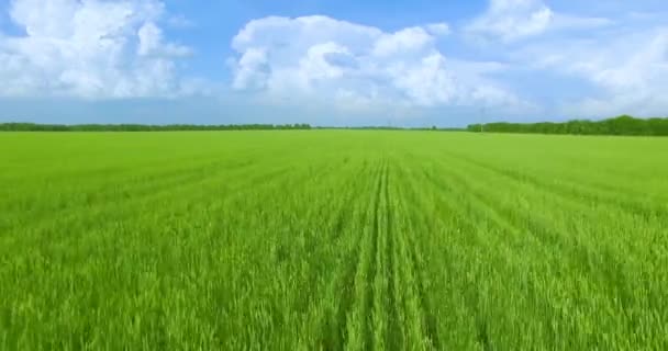 UHD 4K aerial view. Low flight over green and yellow wheat rural field — Stock Video