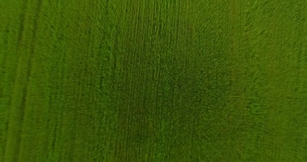 UHD 4K aerial view. Low flight over green and yellow wheat rural field. Vertical movement. — Stock Video