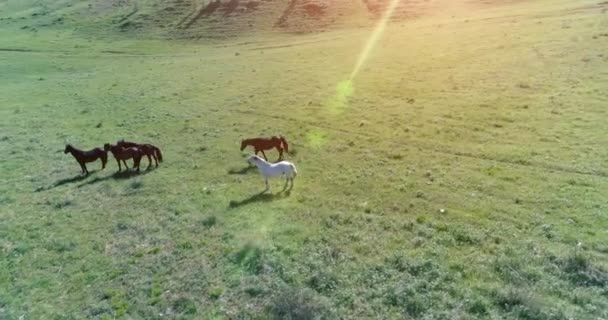 De orbitale vlucht van de lage hoogte over wilde paarden herd op perfecte groene landelijke veld — Stockvideo